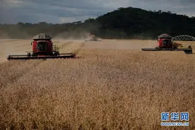 巴西开始全国大豆收割工作图片