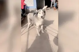 二哈“被迫营业”陪小主人跳皮筋，困到睁不开眼视频封面