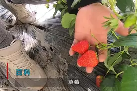 百科 草莓视频封面