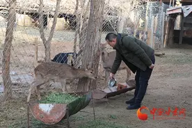 临泽李亚东：生财有“鹿”图片