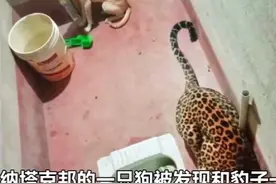 印度一只狗和豹子一起被困厕所7小时，竟奇迹生还！网友：狗生艰难啊图片