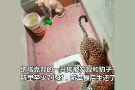 印度一只狗和豹子一起被困厕所7小时，竟奇迹生还！网友：狗生艰难啊图片
