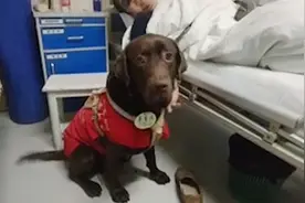 暖心！导盲犬被特许进病房探望生病主人视频封面