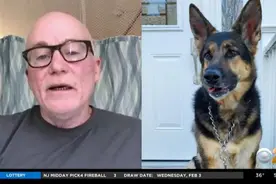 神犬报恩！主人中风倒地 德国牧羊犬成功救命(图)图片