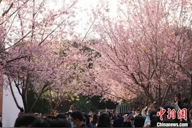 福建泉州：千年古刹樱花盛开图片