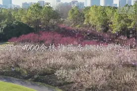 上海：4000余株梅花香飘“城市绿洲”视频封面