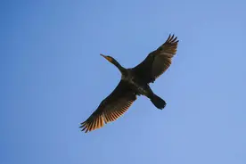 情报站｜“捕鱼能手”水鸟鸬鹚！济南龙湖湿地空中盘旋，等待出击图片