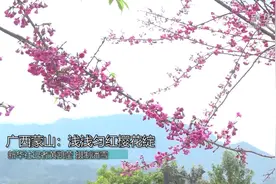 广西蒙山：浅浅匀红樱花绽视频封面