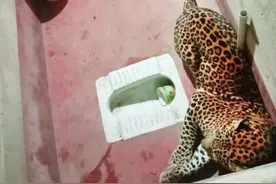 印度一只狗和豹子一起被困厕所7小时图片