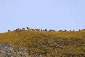 国家二级保护动物藏原羚、岩羊首次大规模亮相甘肃玛曲县图片