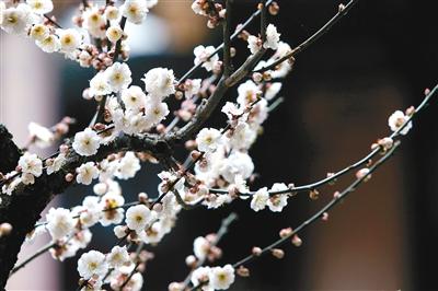梅花随雪绽 暗香迎春来