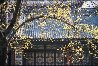 梅花随雪绽 暗香迎春来