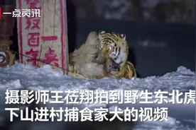 野生东北虎猎食飞扑咬住护院大狗，摄影师拍下惊险瞬间，网友：好凶图片