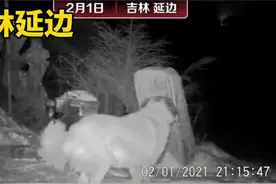 吉林延边：摄影师拍到野生东北虎咬住护院狗图片