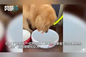金毛小心翼翼给金鱼换水，还叼来肉干给它们吃，网友：狗狗也要养宠物？图片