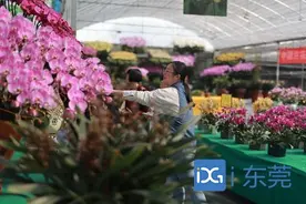 红红火火一帆风顺！想买兰花可去南城这个地方图片