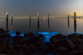 荧光海浪如有星辰坠入，广东珠海出现海洋“蓝眼泪”视频封面