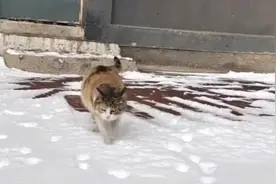 一步一脚印，猫咪行走雪地的“护爪秘籍”视频封面