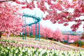 红粉樱花开！新都漫花庄园将于大年三十（2月11日）开园丨“牛”在四川过新年 春节怎么玩⑨图片