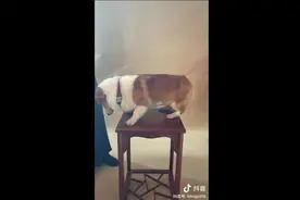 柯基犬拍全家福瑟瑟发抖，网友：心疼狗宝宝，还是没忍住笑视频封面