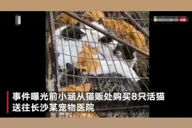 湖南某地菜市场生杀现卖活猫，场面十分残忍，上百只小猫趴着不动图片