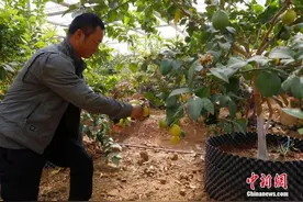 神奇水果在哪里？云南砚山水果“穿”科技外衣“闯”市场图片