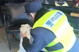 疫情滞留小区，民警暖心投喂！大白猫终于等到主人回家啦...视频封面