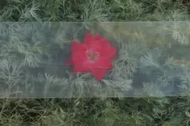 科学家开发出比玻璃更轻却强度更高的透明木材图片