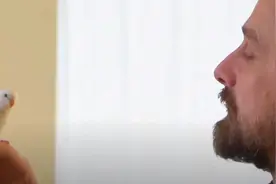 一个大叔，遇到一颗本该自生自灭的鹦鹉蛋，奇迹发生了...图片