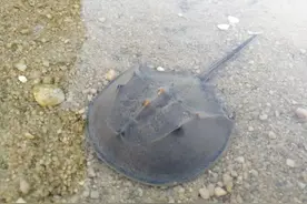 北海滩涂常客中国鲎“跻身”国家二级保护野生动物图片