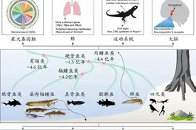 科学家揭示脊椎动物水生到陆生演化过程中的遗传创新基础图片