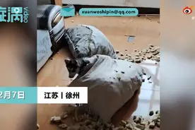 女子收养瘸腿哈士奇，二哈痊愈后“现原形”狂拆家，主人开门一看惊了图片