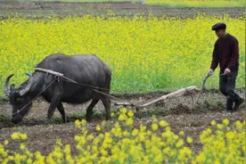 牛为什么这么牛？看完你就懂了图片