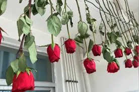 52秒｜果然是暖男爸爸才做出来的事！父亲把女儿订婚的99朵玫瑰一一挂阳台晾干图片