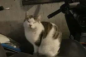 真实《猫的报恩》喵霸气强占坐垫　网全暴动：是胖胖图片