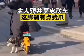 主人骑共享电动遭二哈脚刹 网友爆笑：血统很纯正图片