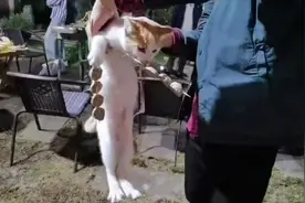 流浪猫偷吃烤串被抓现行，连吃带拿不松口视频封面