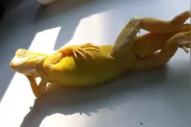 泰国一网友拍到宠物蜥蜴摆成模特造型晒日光浴图片