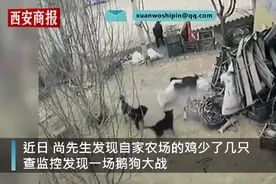 4只黑狗围攻1只大鹅结果被翻盘，监控录下激烈一幕，网友：不愧是鹅图片