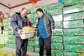 “黄芽韭菜”项目拓宽残疾人增收路图片