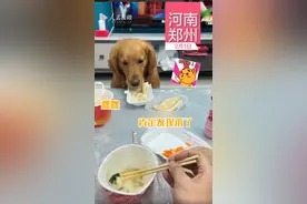 狗狗偷吃饺子，被发现后又吐出来，网友调侃：这下能吃一盘了图片