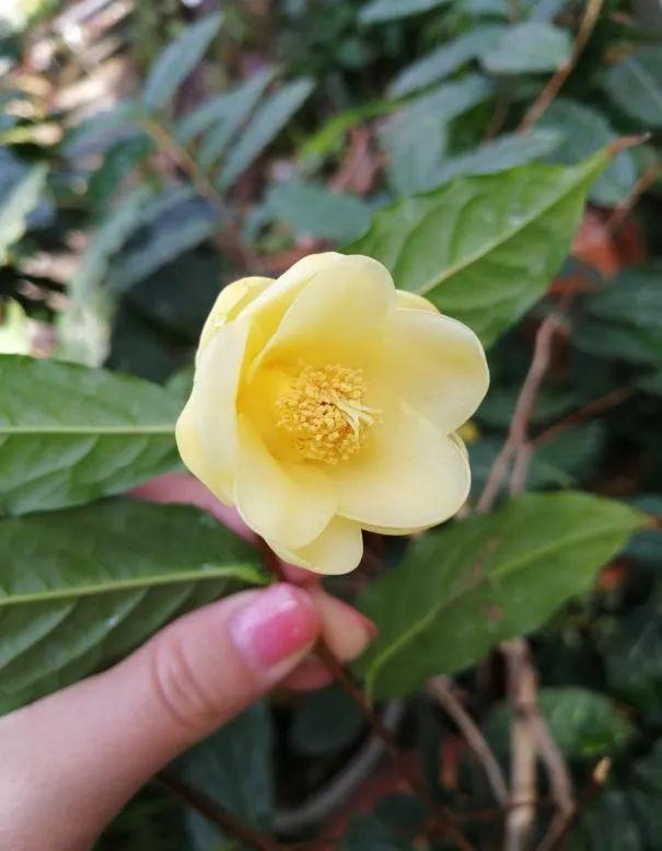 千姿百媚赏山茶丨花花万物