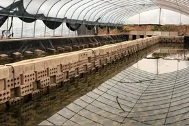 没有水土不服！澳洲龙虾“游”进玉林，还长得挺大图片