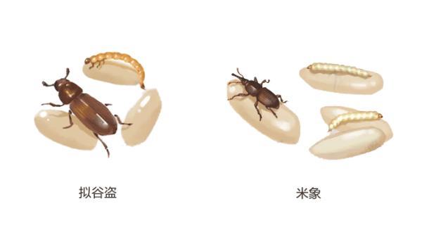 一文讲清：米面生虫了怎么办？还能不能吃？
