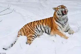 德国动物园西伯利亚虎雪中展露霸气图片