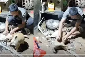 狗子围观主人杀鸭，突然被主人一波操作吓尿！网友：看热闹有风险图片