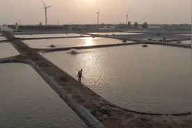 物产中国·东方石斑鱼｜25年心系一尾鱼，最惧寒潮冷爆塘图片