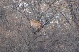 一只金钱豹遭狗群围攻！山西森林公安伸援手图片