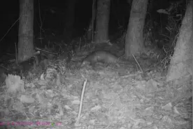 肇庆再次发现野生中华穿山甲图片