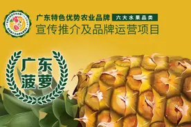 广东徐闻菠萝新春火热开市，收购价超2元/斤，三四月迎高峰图片